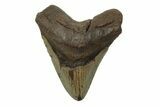 Fossil Megalodon Tooth - North Carolina #245887-1